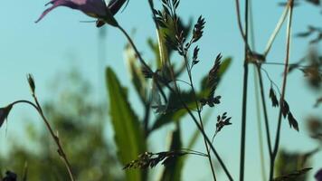 A large mustachioed insect.Creative. Green grass on a summer landscape in which a large grasshopper with prozrychny wings is sitting and large different flowers can be seen in the background. video