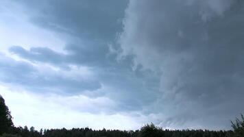 Forest in windy and cloudy weather in summer. Creative. Green forest trees stagger from wind in cloudy weather. Gray sky and staggering trees in cloudy weather. Summer thunderstorm video