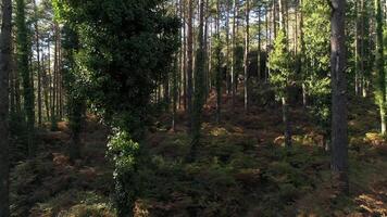 forêt intérieur drone coup video