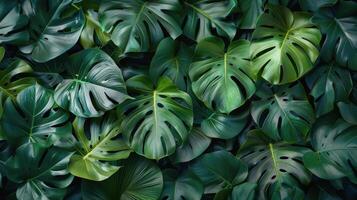 Group of Green Leaves on Blue Background photo