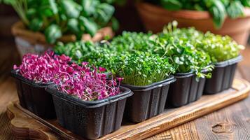 Array of Plants in Tray photo