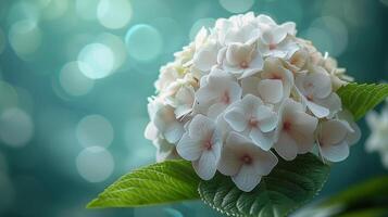 Water Droplets on Close-Up Flower photo