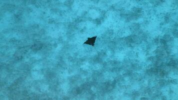 Stingray or manta ray swimming in blue ocean in tropics. Aerial view video