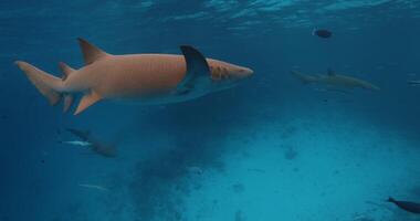 cerca arriba ver de enfermero tiburón submarino en azul tropical azul Oceano video