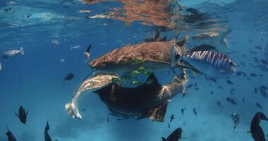 Sharks close up with tropical fishes underwater in transparent blue sea. Slow motion video