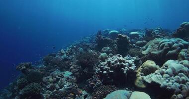 koraal rif met tropisch vis in diep blauw oceaan. onderwater- landschap. video