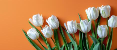 Bouquet of White Tulips on Orange Background photo