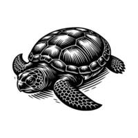 gratis Tortuga Arte ilustración vector