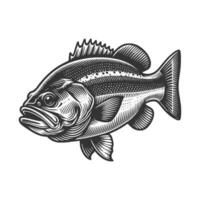 Free Bass fish art illustration, Free download vector