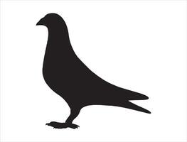 Pigeon silhouette on white background vector