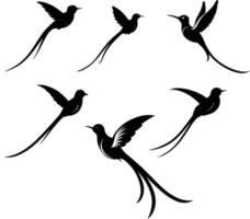 Black Silhouette Of Red Billed Streamer tail Set vector