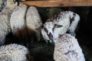 A group of sheep are in a pen with one of them looking at the camera photo