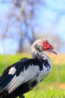 un pájaro con un rojo pico y negro y blanco plumas soportes en un herboso campo foto