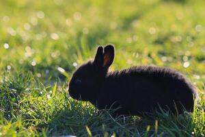 A black rabbit is standing in a field of grass photo