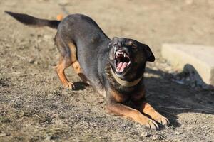 A dog is laying on the ground and has its mouth open photo
