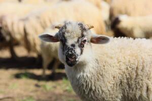 A sheep with a black spot on its face is looking at the camera photo