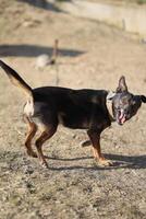 A dog is standing on a dirt field with its mouth open photo