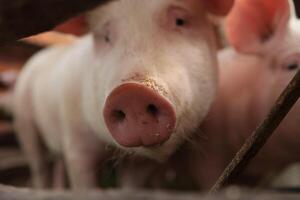 A pig with a pink nose is looking at the camera photo