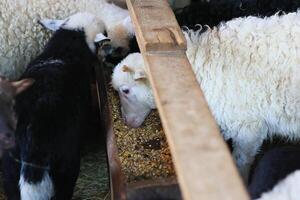 A group of sheep are eating from a trough photo