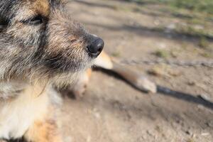 A dog is laying on the ground with its head down photo