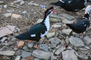 un negro y blanco Pato es en pie en un rocoso suelo foto