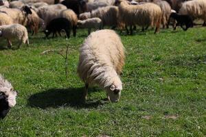 A herd of sheep grazing in a field photo