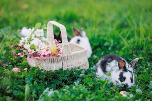 Two rabbits are in a grassy field with a basket of Easter eggs photo