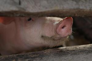 A pig is peeking out from behind a wooden fence photo