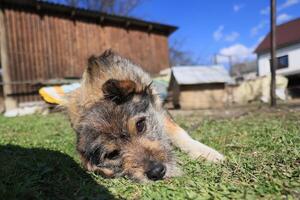 A dog is laying on the grass in front of a wooden building photo