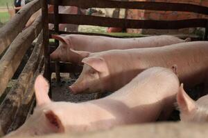 Three pigs are in a pen, one of which is looking at the camera photo