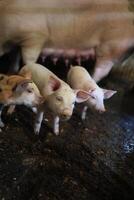 Three baby pigs standing in a dirt field photo