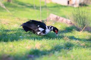 A duck is eating grass in a field photo