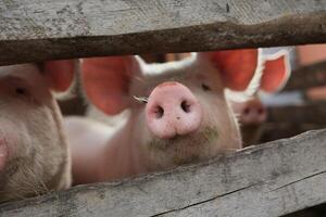 Three pigs are in a pen with a wooden fence photo