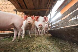 Three pigs are standing in a pen, eating grass photo