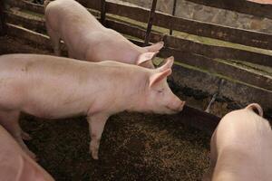 Three pigs are standing in a pen with a pile of food photo