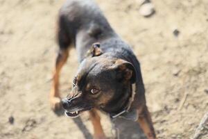 A small dog with a black and brown coat is standing on a dirt ground photo