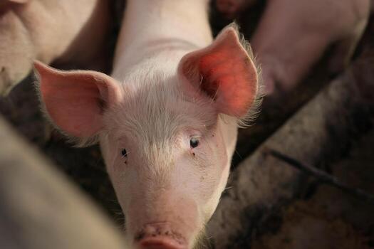 A pig with its head turned to the side photo