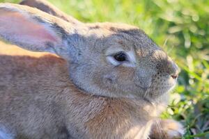 A rabbit is laying in the grass with its head up photo