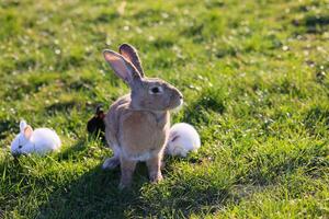 A rabbit is standing in a field with other rabbits photo