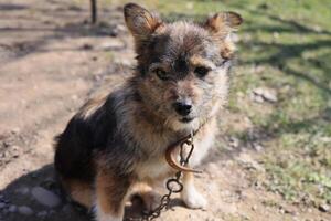 A dog is chained to a rock and has a collar on photo