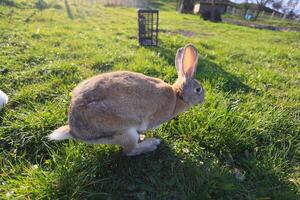 A rabbit is running through a field of grass photo