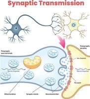 illustration of synaptic transmission diagram vector