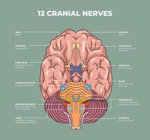 illustration of cranial nerves diagram vector