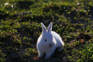 un blanco Conejo es en pie en un herboso campo foto