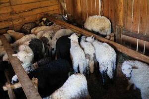 A group of sheep are in a pen, some are black and white, and some are white photo