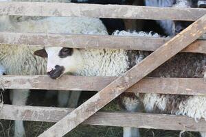 A group of sheep are in a pen with a wooden fence photo