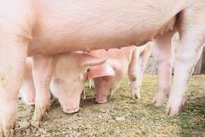 Tres cerdos son comiendo en un campo foto