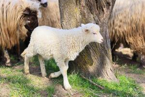 A young white sheep is walking in a field with other sheep photo