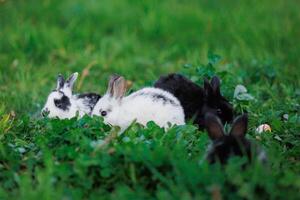 Three black and white rabbits are sitting in a grassy field photo