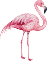 söt flamingo vattenfärg png